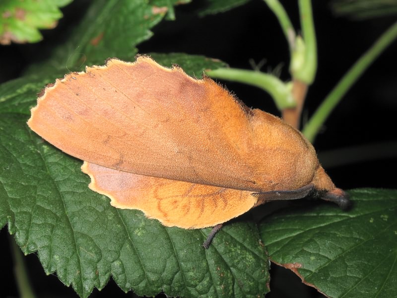 Gastropacha quercifolia (Linnaeus, 1758)